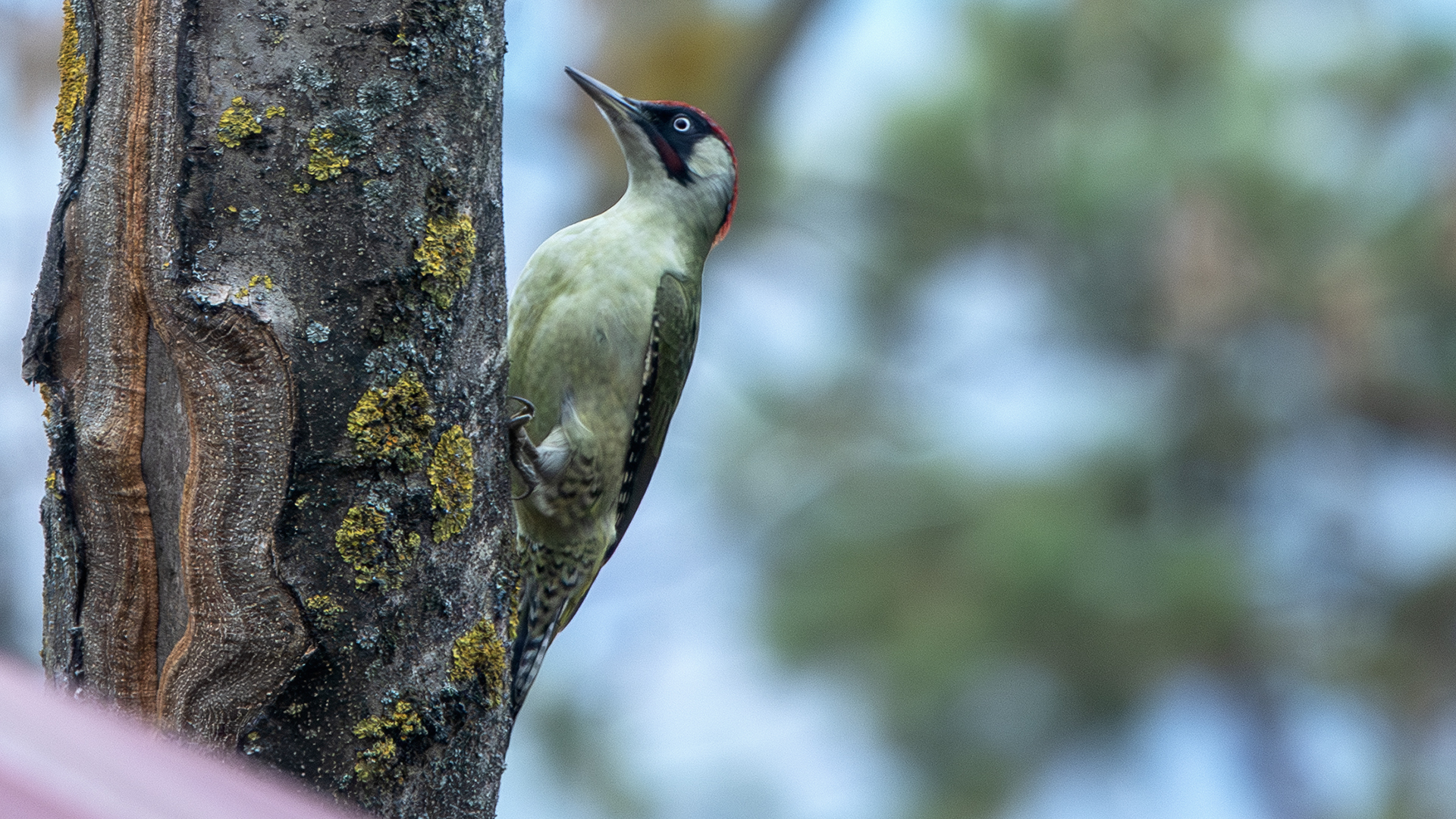 Eurasian Green Woodpecker